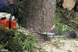 Best Firewood Processing and Delivery  in Marlow, OK