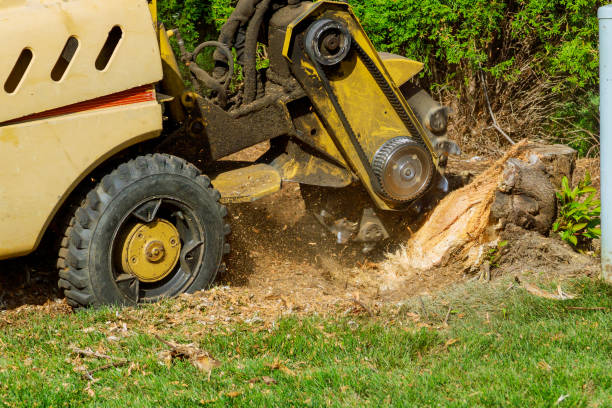 Reliable Marlow, OK Tree Services Solutions