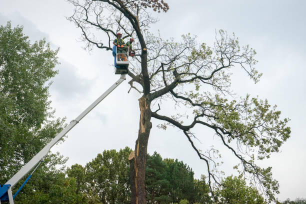 Best Commercial Tree Services  in Marlow, OK