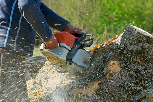 Best Fruit Tree Pruning  in Marlow, OK