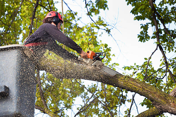 Best Tree Cabling and Bracing  in Marlow, OK