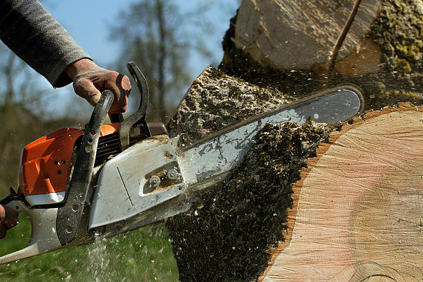 Best Tree Removal  in Marlow, OK